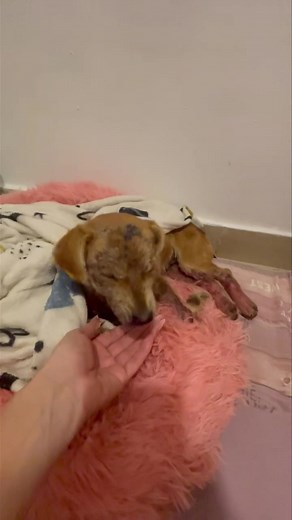 This is the story about Lucy who was found on the streets of Romania by one of my rescuers 2 weeks ago, she had been wandering like this for god knows how long invisible to everyone that walked past her . Luckily for her Cristina was out that day and saw her and scooped her up and took her immediately to the vets for life saving treatment, this poor girl , who is only young, possibly 1-2 years old , has terrible mange which is causing her to scratch so making her skin sore and bleed , she was al