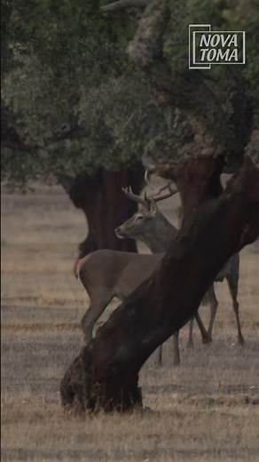 👑 ¡Majestuoso ciervo berreando!