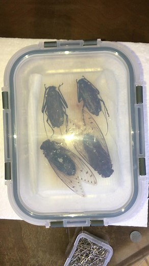 The Harlequin Beetle is a large tropical longhorned beetle found from Mexico to Brazil. It burrows a nest in trees covered in bracket fungus in order to camouflage its larvae. The young beetles live in this tree hole for up to 12 months before emerging as adults. The beetles are known to host a species of tiny arachnid that live on their abdomens, resulting in a commensalist relationship as no harm comes to the beetle. The larger threat to these beauties is the destruction of its habitat by defo