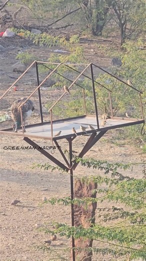 सुबह के समय घर के आगे पक्षियों का बसेरा #morning | #view | #birds | #sound | Narpat Singh Rajpurohit