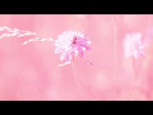 Full Spectrum Flowers and Insects