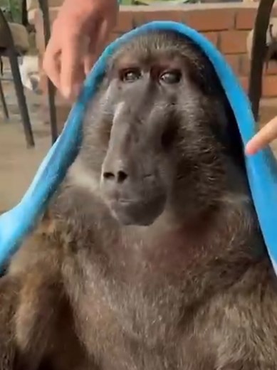 Cindy the Baboon's Hilarious Towel Antics