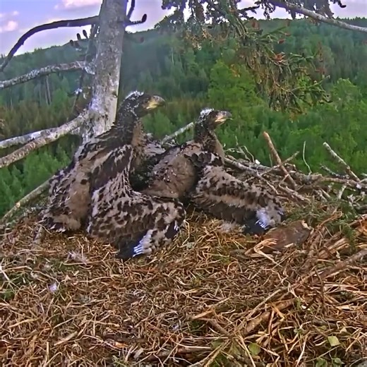 11K views · 204 reactions | White-tailed Eagle Nesta | Million Viewer | Facebook