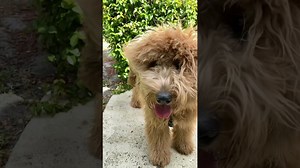 Blow on your screen for a surprise #shorts