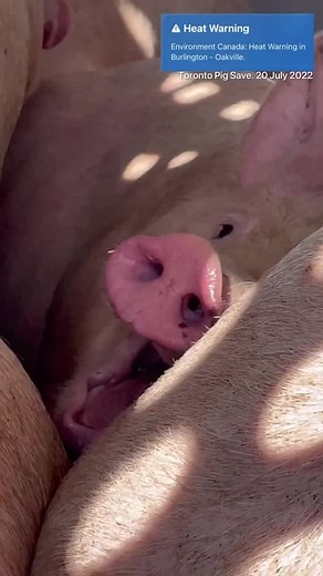 SHOCKING: New video footage captured outside of Fearmans Pork slaughterhouse in Burlington, Ontario, shows pigs suffering during a heat warning ⚠️ It’s ILLEGAL to cause animals distress in transport, yet the meat industry regularly trucks animals to slaughterhouses in all weather extremes without food & water. Enforcement action is rarely taken, even in the most egregious cases. 🎥: Jenny McQueen with Toronto Pig Save | Animal Justice