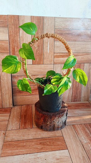 7.1K views · 170 reactions | Ditch the store-bought! Craft a stunning, low-cost trellis for your money plant using just metallic wire and coconut coir rope. It's budget-friendly, eco-friendly, and oh-so-satisfying! Watch our video and make your plant climb in style! #diytrellis #moneyplanthahacks #sustainablegardening | Flower lovers | Facebook
