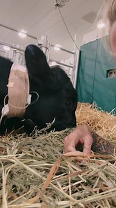 5.2K views · 1K reactions | Everything has felt so, so heavy lately. From the physical demands, to the impossible decisions, and the tragic losses. It would be so easy to get lost in the grief. But just look at this lil cow girl! How could she not lift our spirits? Tay has been through so much these past few weeks and she still radiates love, happiness and determination. We’re taking notes, Tay! | Iowa Farm Sanctuary | Facebook