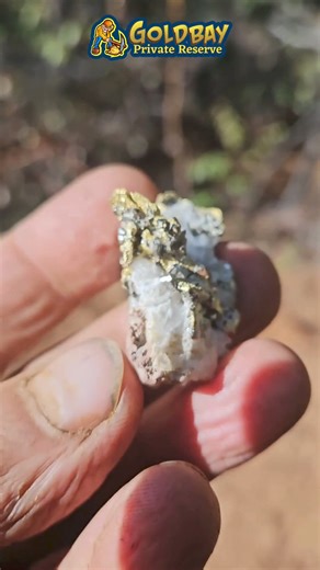 Stunning and ultra rare leaf gold with fools gold (pyrite) on quartz #gold #crystalgold #quartzgold #quartz #goldmining #pyrite #fyp #raregold #leafgold Available! https://goldbay.com/products/stunning-and-ultra-rare-leaf-gold-with-fools-gold-pyrite-on-quartz | Goldbay Private Reserve