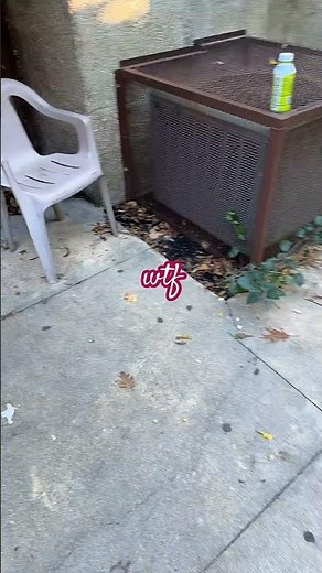 Secret dogging spot #doggielife