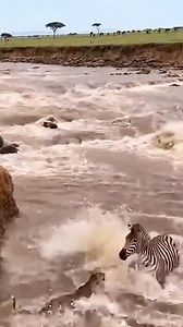 97K views · 152 reactions | #wildlifephotography #zebra #tiger #animal #wildlife | Babul Hosen | Facebook