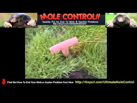 How To Kill Lawn Moles - Ground Moles Get Rid