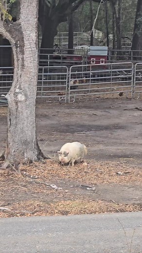 Free range pet piggies 🐷 #farmlife #kunekune #mcclellanville | Courtney Page