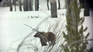 Jackson Hole EcoTour Adventures on Reels