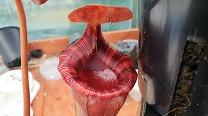 Deadly 'meat eating' plant swallows bugs (part 2) | Carnivorous Plants