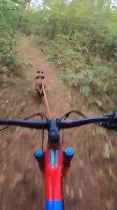 Ready for race... | Malinois Lovers