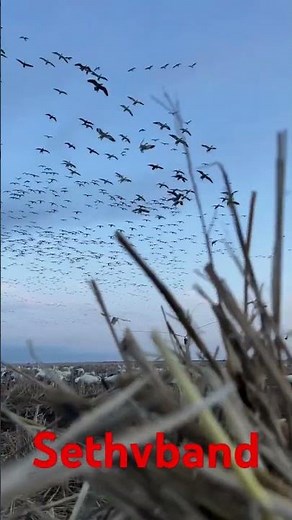 Geese hunting season 2024💥 #northamerica #outdoors #geesehunting #chasse #caccia #caza #gansos