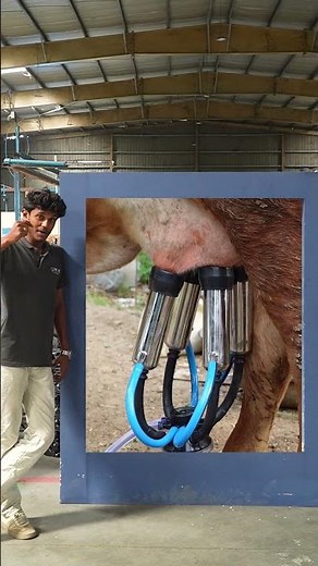 Milk More in Less Time – High-Speed Milking Machine in Action! 🐄