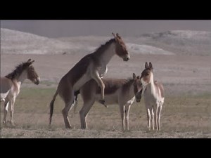"How Donkeys Mate | Donkey Mating Step by Step"