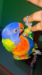 Lorikeet playing video | Wild BIRDS