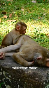 How can baby get milk if mom sleep like this?, DSCN0135 | Fresh Newborn Monkey