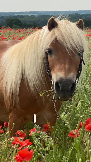 18 reactions | Shetland Pony Club on Reels | Facebook