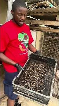 Here is a demonstration video showing how we feed BSF maggots to pigs. We just started introducing