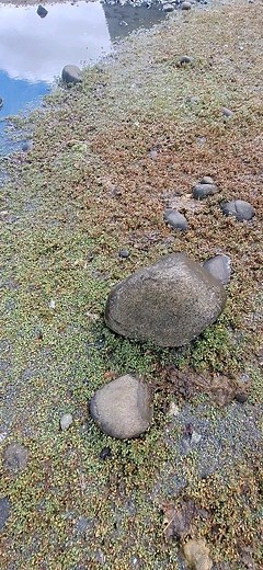 Trend setting... . . #alpinehelicopters #minaretstation | Henare Dewes