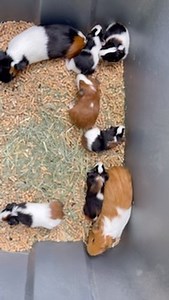 A large guinea pig family arrived at Winterpast Farm yesterday. An...