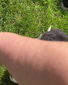 13 reactions · 6 comments | Mini Sheepadoodle 2 males 2 females June 19 Adult size 30-45 lbs. #TLCbytheLake #EmotionalSupportDogs #sheepadoodle #sheepadoodlesofinstagram | TLC by the Lake Poodles and Doodles | Facebook