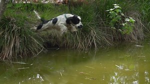 Un joyeux spaniel de cocker anglais : vidéo de stock (100 % libre de droit) 1055701889 | Shutterstock