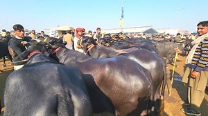 99K views · 4.9K reactions | Today's Lahore Cow Mandi VIP Jhotian | Top Quality Buffalo Farming Plan | Cross-able Jhotian Kattian | Farming Business TV | Facebook