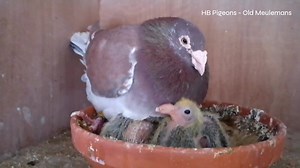 Choco Meulemans #racingpigeons #pigeons #kalapatids #kalapati | PigeonVibes