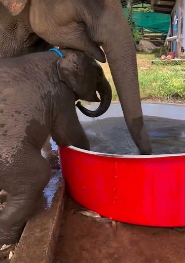 Baby elephant bathing in a small pool