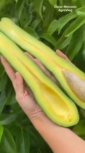 75K views · 375 reactions | Beneficios del aguacate cuello largo 陋 . . . . #aguacate #agricultura #CultivosSaludables #AguacateCuelloLargo | Oscar Mercado | Facebook