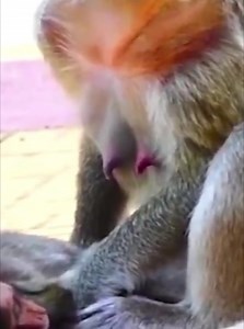 The mother was heartless no care for the poor baby monkey dying strugglingly crying on the ground | Monkey Video