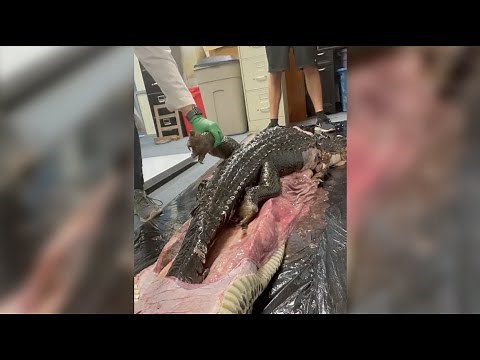 5-Foot Gator SWALLOWED by 18-Foot Burmese Python in Florida Everglades | NBC 6 News