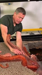 1.9M views · 21K reactions | SHE'S BACK! Fun memories of getting a good soaking from the delightfully cheeky and precocious Pat, a giant pacific octopus from Alaska SeaLife Center I guess the big lesson is.... ￼be careful how you tickle an octopus, or you may need a change of clothes! #animals #wildlife #nature #adventure | Jeff Corwin | Facebook