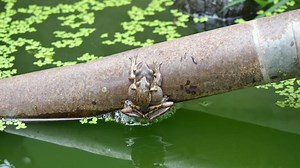 Common Tree Frog Breeding By Male: стоковое видео (без лицензионных платежей), 1072139519 | Shutterstock