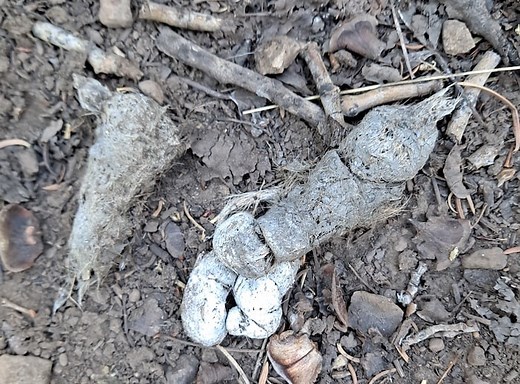 Coyote Scat - Everything You Did Not Want To Know | THF Outdoors