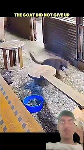 Braver 😡👑🔥owner Rescues🔥💯👀 Goat from Couga🫣😱👀r Attack 😱👿🫣🫣#trending #anmals #wildlife #virealshorts