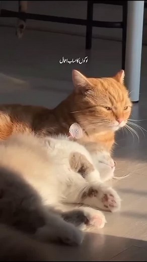 #Quran #islam #positivevibes #positivity #quranquotes #वायरल #ट्रेडिंग #quranverses #Viralreels #HolyQuran #love #peace #Muslim #Allah #Muhammad #Goodreels #Salah #trending #trendingreels #trendingnow #instagood #Viral #Eid #hajj Important Notice. This Is for hidayat & educational purpose only, all the audios and Video used, belong to their repective copyright owners🙏 All Credit Goes To Original Owner.. | Islamic positive vibes