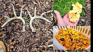 Chanterelle Mushroom Hunting + Bonus Antler Shed Find!