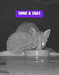 1.3K views · 21 reactions | Real life Sonic and Tails! 璉力 Hedgehog and Fox caught sharing food! - (Via: SWNS / Claire Eason / OpenMoji) #hedgehog #fox #sonicthehedgehog #tails #sonicandtails #food #friends | Incredible Tails | Facebook