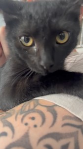 🐶 Adoption chaton 🐶 | SPA Vauclusienne