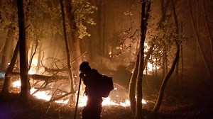 Redwoods burned by wildfire in southwest Oregon
