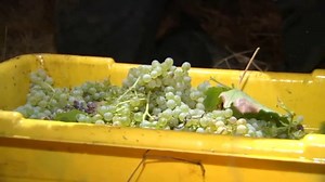 Wine harvest underway at some Livermore Valley vineyards