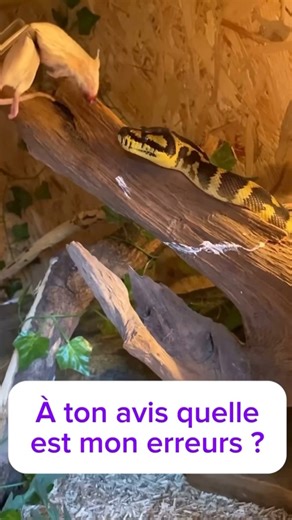 He feed the finger that bites him 😌 #goviral #fyp #fblifestyle | DLord001