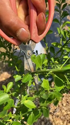 Finger lime tree grafting techniques #grafting #graftingtechniques #foryou #fyp #graftingplant #fingerlimes | Grafting&Planting