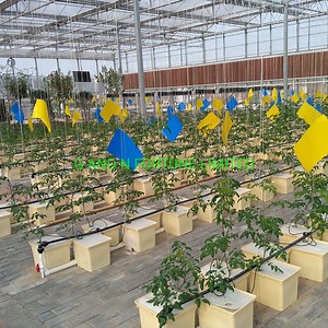 [Hot Item] Greenhouse Dutch Bucket of Plastic Hydroponics Cherry Tomatoes Dutch Bucket System