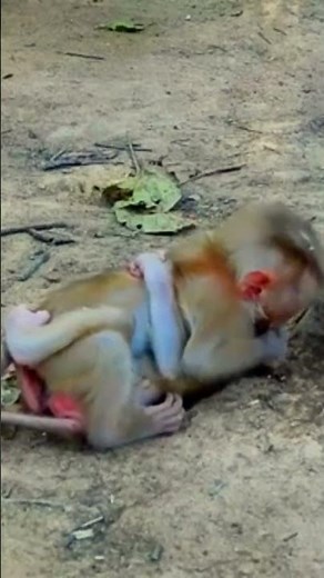 Incredible Story of Twin Baby Monkeys’ Early Life